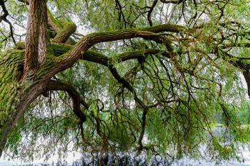 Äste und Zweige einer Weide