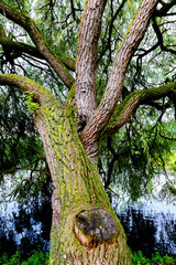 Äste und Zweige einer Weide