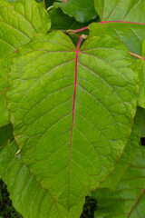 Rote Blattadern im grünen Blatt