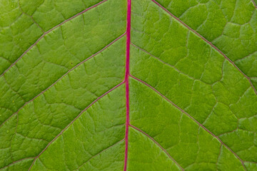 Rote Blattadern im grünen Blatt
