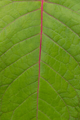 Rote Blattadern im grünen Blatt