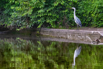 Ein Graureiher sitzt am Gewässerufer
