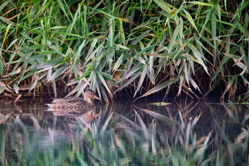 Stockente am Schilfrand