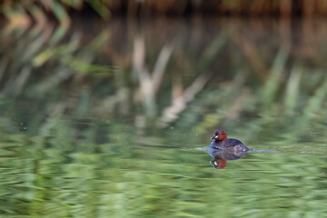 Ein wergtauer spiegelt sich auf der Wasseroberfläche