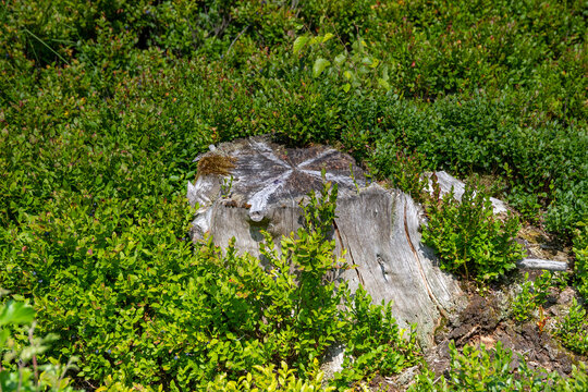 alter Baumstumpen in Blaubeerenstreucher
