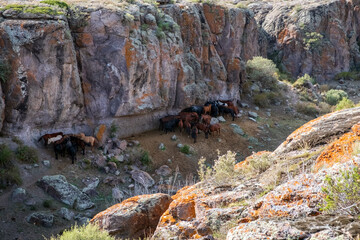 Horses are hiding from sunlight in shadow of river rock canyon.