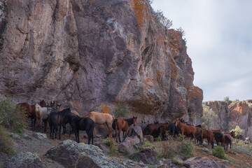 Horses are hiding from sunlight in shadow of river rock canyon.