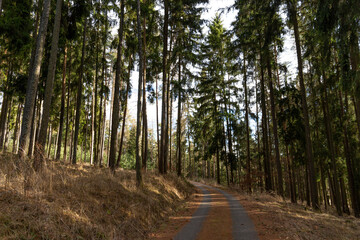 Forest road in South Czechia. Early spring.