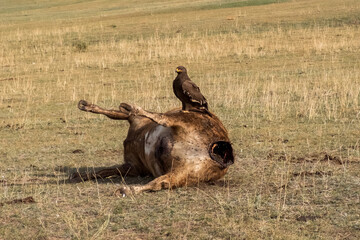 Decaying corpse of cow with hawk sitting on it. A dead rotting cow lies in a meadow.