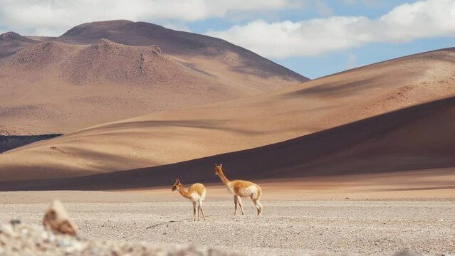 Two Beautiful Vicunas Stand, Walk And Graze In The Desert Mountains