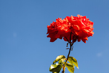 Rose, roseraie