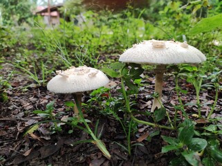 mushroom in the grass