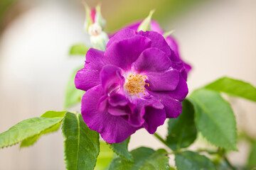 Obraz premium Rose, roseraie