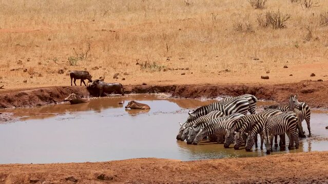 Zebra and warthog drinking from and watering hole in Tsavo National Park get scared off and scatter away