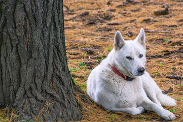A dog in white fur sits at the trunk of a pine tree. A white dog is sitting in the forest, leaning against a tree. A white dog is resting on fir needles.