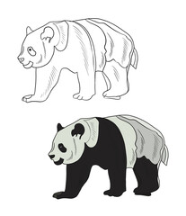 Illustration for a coloring book in color and black and white. Drawing of a panda bear on a white isolated background. High quality illustration