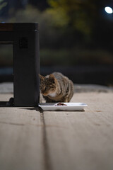 야생 귀여운 고양이