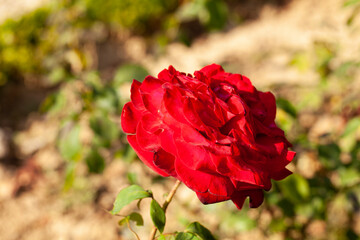 Rose, roseraie