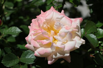 pink rose in the garden