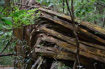 Sumpf Landschaft im Congaree National Park, South Carolina