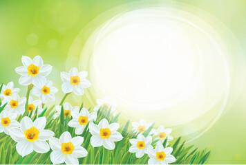 Fototapeta na wymiar Vector spring daffodils flowers. Blossoming narcissus flowers on sunshine, bokeh background. Easter card.
