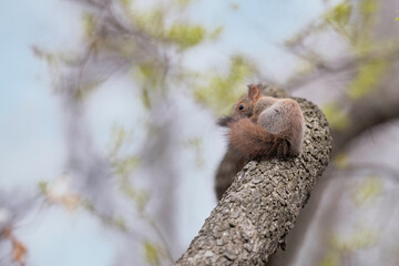 エゾリスの子供