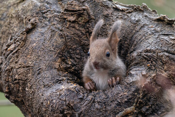 エゾリスの子供