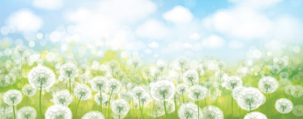 Vector spring bokeh background with white dandelions. Nature, floral, bokeh landscape. - 488783949
