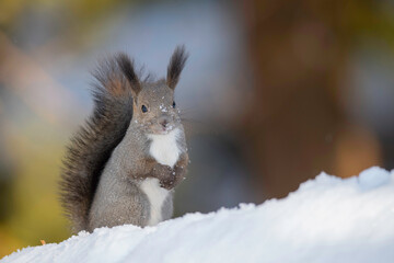 雪の中のエゾリス