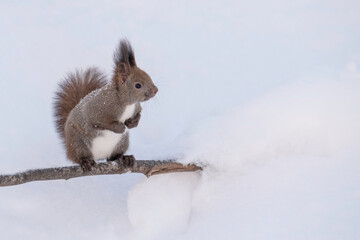 雪の中のエゾリス
