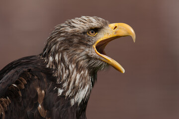 portrait of a sea eagle