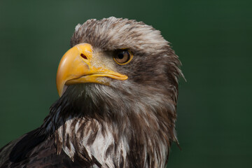 portrait of a eagle
