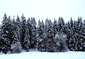 Black and white snowy mountain photo. Travel tourism nature, fir tree in winter panoramic. Fir...