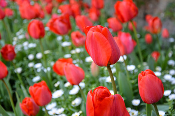Obraz premium Field of tulips. Selective focus on front tulips
