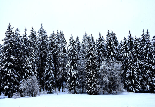 Black and white snowy mountain photo. Travel tourism nature, fir tree in winter panoramic. Fir forest nature mood horizontal background