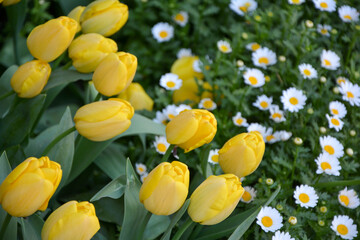yellow tulips and daisies in spring. Selective focus on tulips