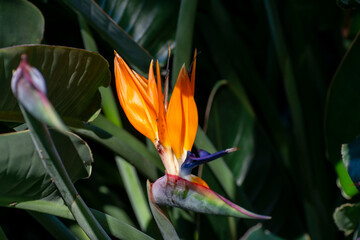Blossom of Strelitzia reginae, colorful bird of paradise flowers in botanical garden