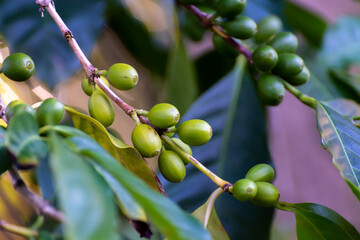 Arabica coffee tree with green ripening coffee cherries berries on plantation