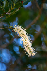 Hard green Australian macadamia nuts and white flowers hanging on branches on big tree