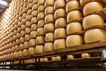 Process of making parmigiano-reggiano parmesan cheese on small cheese farm in Parma, Italy, factory...