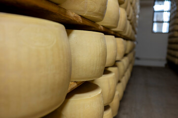 Fototapeta na wymiar Process of making parmigiano-reggiano parmesan cheese on small cheese farm in Parma, Italy, factory maturation room for aging of cheese wheels up to 5 years