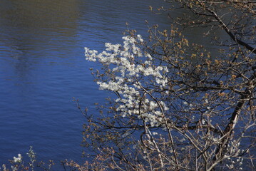 White flower buds in spring
