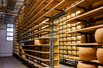 Process of making parmigiano-reggiano parmesan cheese on small cheese farm in Parma, Italy, factory maturation room for aging of cheese wheels up to 5 years © barmalini