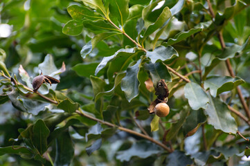 Hard green Australian macadamia nuts hanging on branches on big tree
