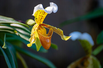 Colorful orchids flowers growing in botanical garden on Tenerife