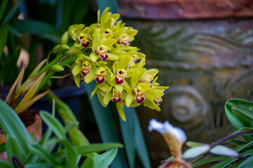 Colorful orchids flowers growing in botanical garden on Tenerife