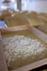 Process of making parmigiano-reggiano parmesan cheese on small cheese farm in Parma, Italy, salting room, wheels brining in brine bath to absorb salt for 20–25 days