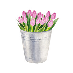 watercolor illustration of spring pink tulip flowers in metallic backet