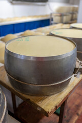 Process of making parmigiano-reggiano parmesan cheese on small cheese farm in Parma, Italy, stainless steel buckles with cheese wheels in salting room with brine baths to absorb salt