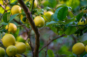 Ripe yellow lemons citrus fruits hanging on tree